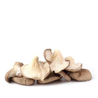 Oyster Mushroom, Fresh