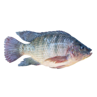 TILAPIA PREMIUM+ 800G +/-2KG