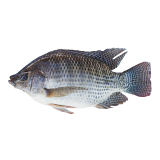 TILAPIA PREMIUM+ +/-1,5KG