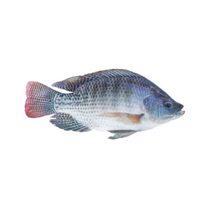 TILAPIA 500-800G +/-1,5KG