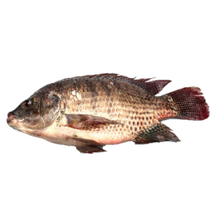 TILAPIA PREM+500-800G +/-1,5KG