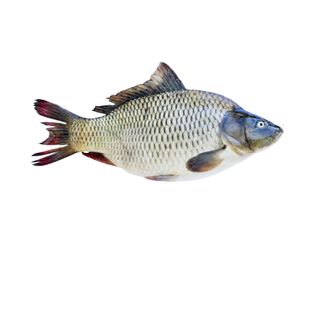 CARPE D'EAU DOUCE LOCAL +/-800G