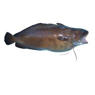 MOSTELLE LOCAL +/-1,2KG