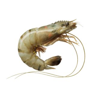 GROSSE GAMBAS LOCAL BQ +/-660G