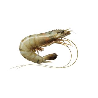GAMBAS MOYENNE LOCAL BQ +/-460G