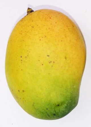 Mangue Retard (2 unités)