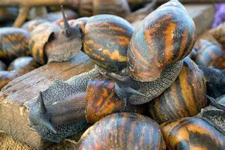 Escargots