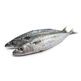 Chinchard