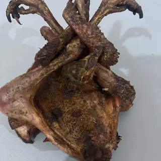 Pintade de brousse