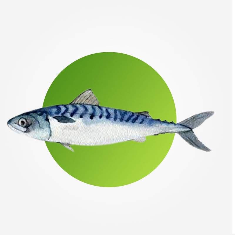 Frozen Titus Fish, 1Kg