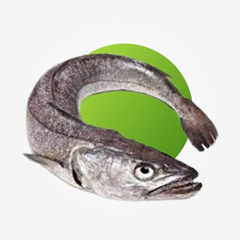 Frozen Hake Fillet, 9-10Kg