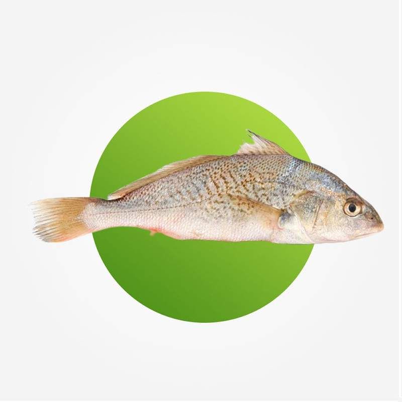 Frozen Croaker Fish, 1Kg