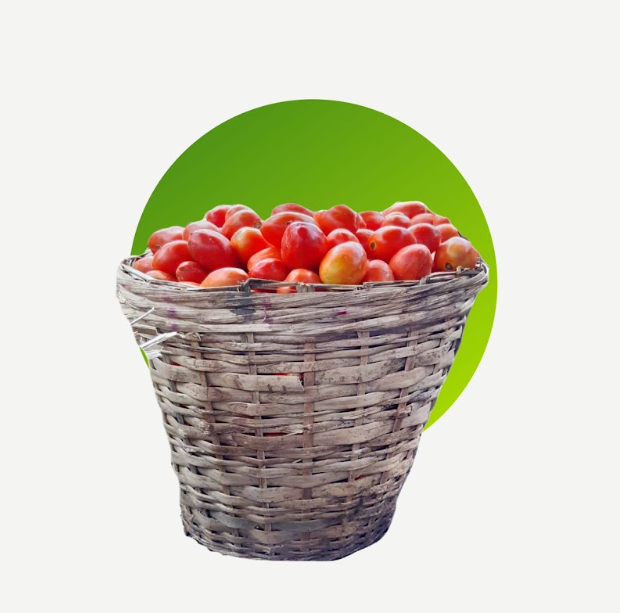 Fresh Tomatoes, 20Kg