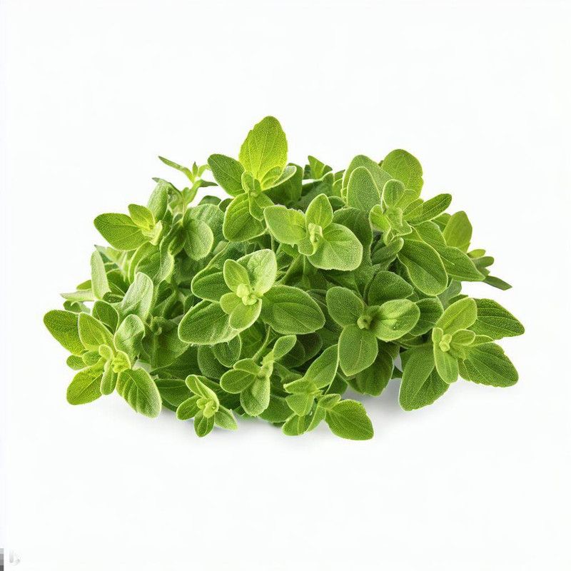 Ervas Aromáticas