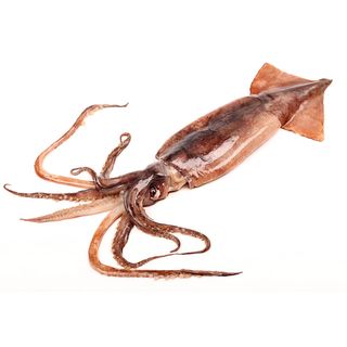 Lignja južnoafrička 18-25cm Loligo 1kg My Fish