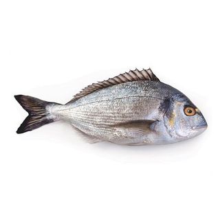 Orada svježa 800g-1000g Cogi