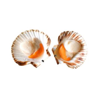 San Žak kraljevski u pola školjke 200-300gr Cogi