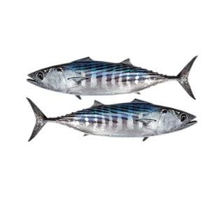 Palamida svježa 1kg-2kg Cogi