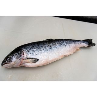 Smrznuti losos 100g Finissima