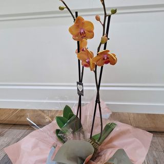 Orchidée peach