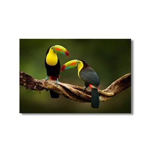 Chassis Toile Peroquet 120x80 Cm Sm