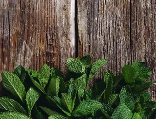 Menthe