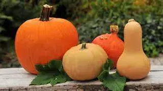 Courge Rouge