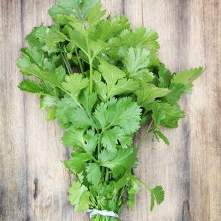 Coriandre