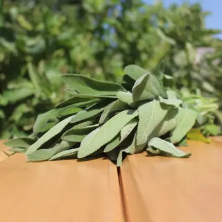 Sauge - 100 g