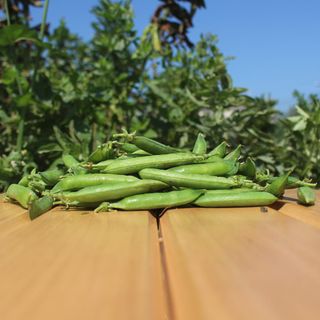 Petit pois - 500 g