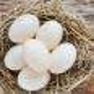 Œufs Beldi - 10 Pièces