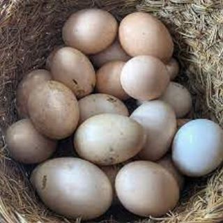 œufs frais Bio pack de 6 Pièces