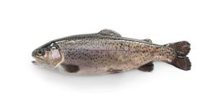 Truite Fraîche Barquette Double [360g-500g]