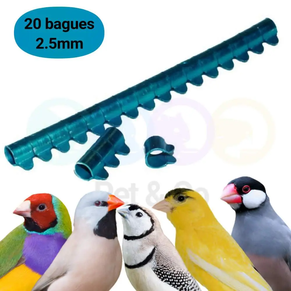 Oiseaux et Rongeurs