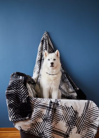 Ćebe Cotton 200x220cm dezen 22120A 450g/m2 Sesli