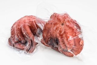 Hobotnica-Octopus vulgaris OCC