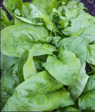 Spinach