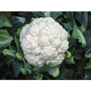 Cauliflower