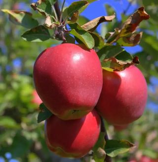 Mere bot de iepure / kg