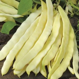 Fasole galbena lata / kg