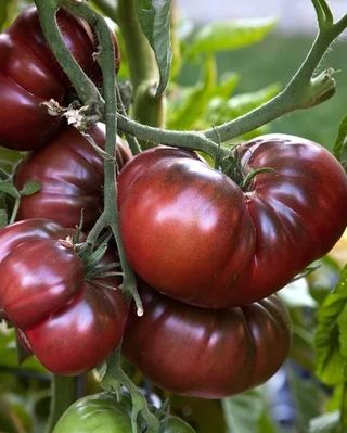 Rosii negre / Kg