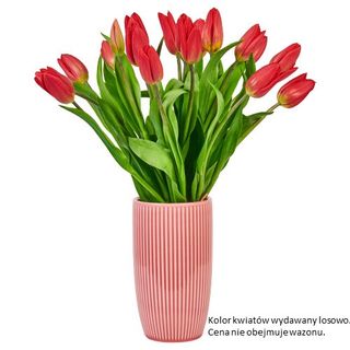 Tulipan polski, 19 szt.