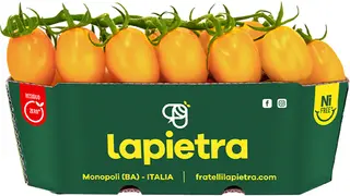 Pomodoro Datterino Giallo Lapietra G.200