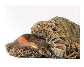 Washed Freezed Beef Matumbo, 1 Pack