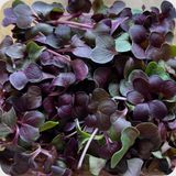 Მიკრო Ბორდოს Ფერი Ბოლოკი