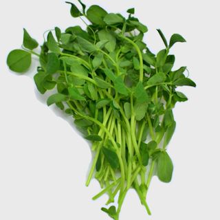 Sweet pea shoots