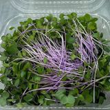 Მიკრო Კალე