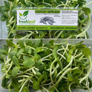 Sunflower microgreens