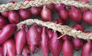 Ceapă roșie de apa