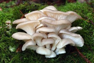 Ciuperci  pleurotus